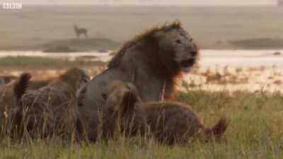 Red the lion finds himself surrounded by a clan of over twenty hyenas. Can his ally Tatu save him in time?