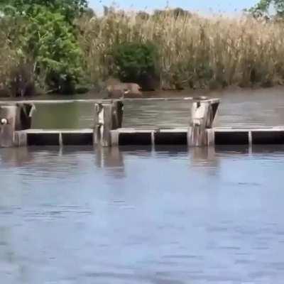 Watch this Bobcat making a long jump look so easy.