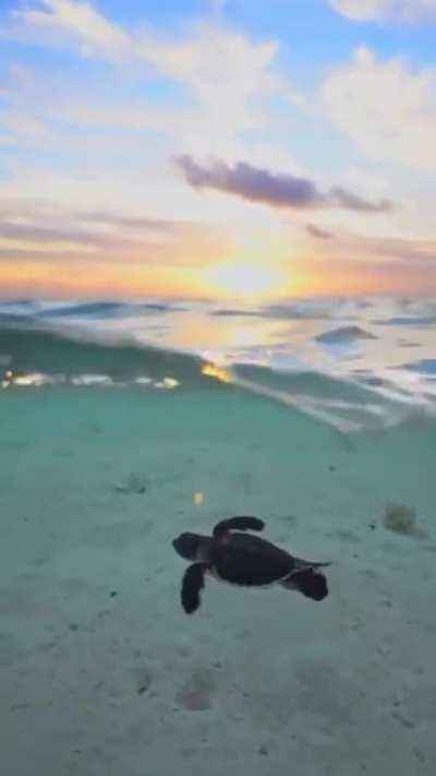 Baby turtle swimming during a sunset.