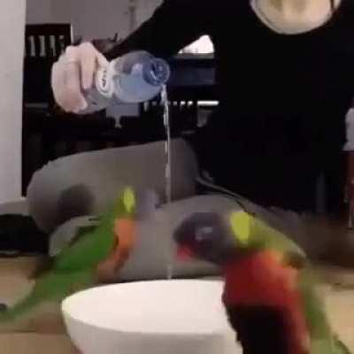 Birb Ritual