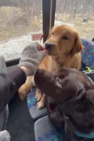 The Dog Bus