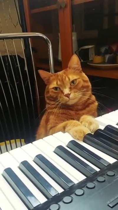 [Crosspost] The jazz cat plays for /u/I_am_a_cat___ every morning