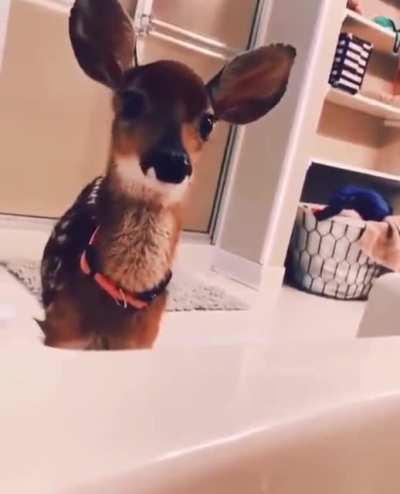 Deer by the tub