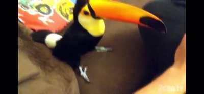 Toucan asks for and receives pets. Link to channel that produced the video on comments