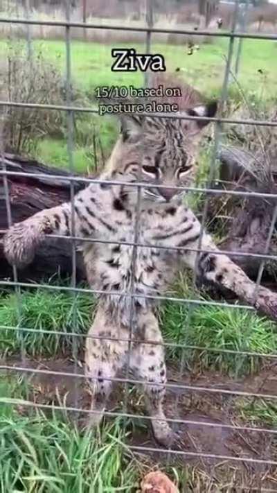 Feeding big cats