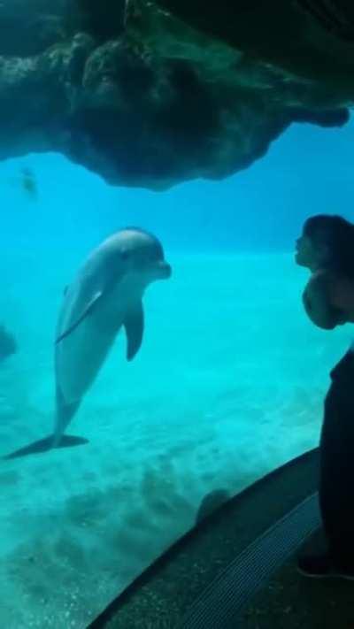 The dolphin loves it!