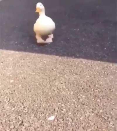 A duck wearing socks to protect its feet