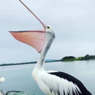 🔥 Pelican yawns and exposes its ribs through its throat pouch 🔥