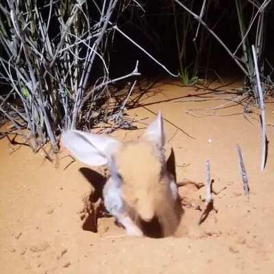 Greater Bilbies (Macrotis lagotis) can have up to 12 burrows, with each burrow up to 3m long and 2m deep.