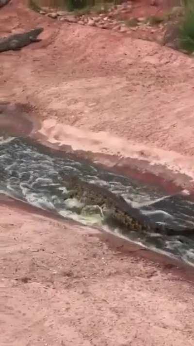 Crocodiles enjoying a slide at the Morocco Zoo