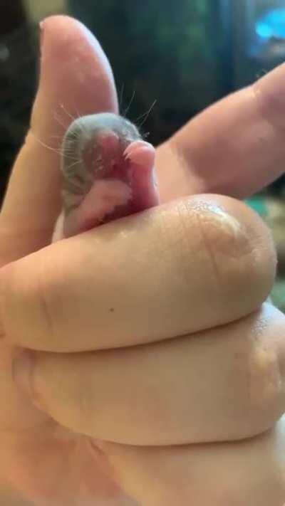 Baby cleans nose after being fed (see also: baby melts human heart in 6 seconds)