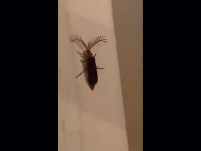 Eyelash bug