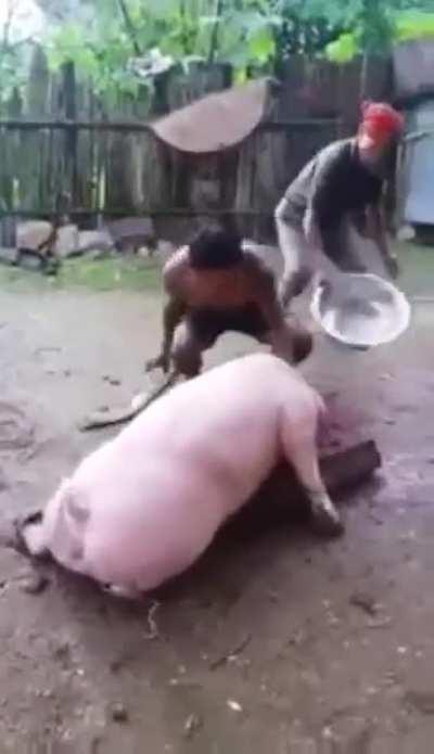 Pig getting decapitated