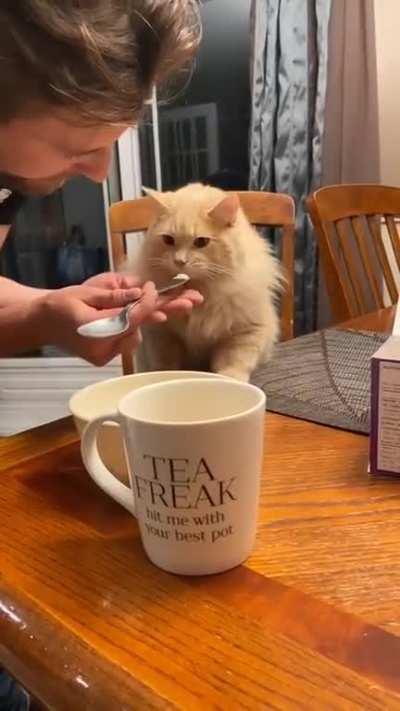 Cat trying ice cream for the first time