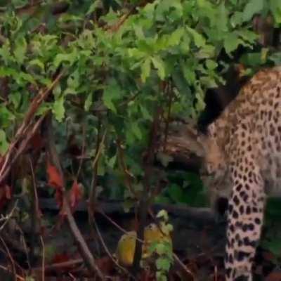 🔥 Leopard versus Frog