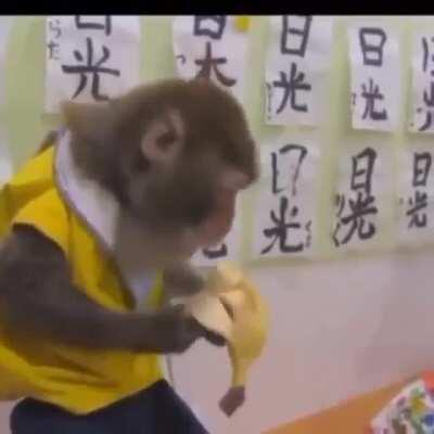 monkey school