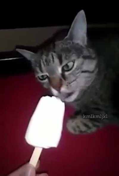 Cat screams after getting brain freeze