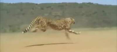 A cheetah running at full speed