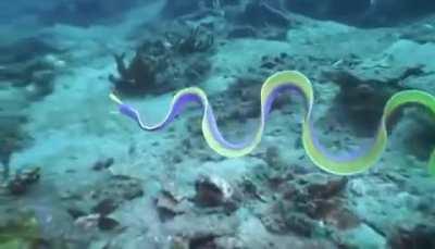 🔥 Ribbon Eel