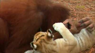 Orangutang feeds tigers.