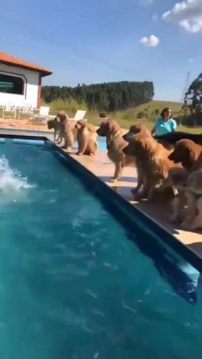 Golden retriever swim party!