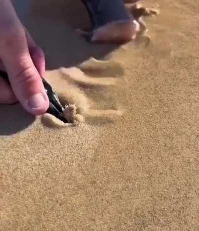 This beach worm 