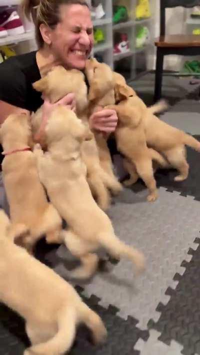 Golden Retriever Puppies Reunite With Nurse Who Delivered Them