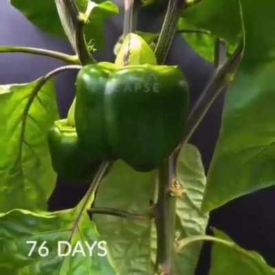 Watching a bell pepper grow