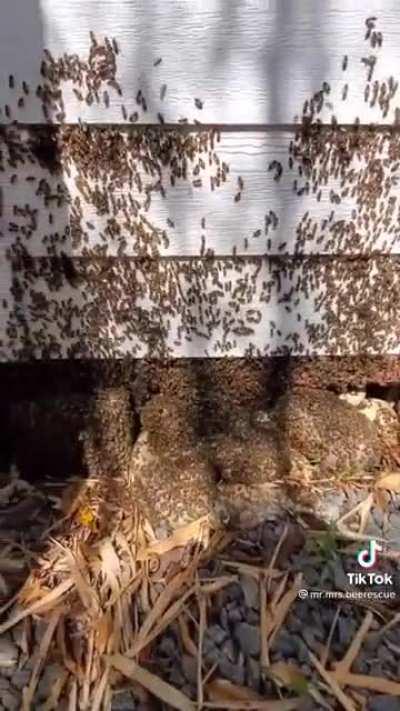 The beauty of bees in nature