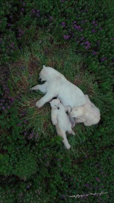 🔥 The Polar bear family