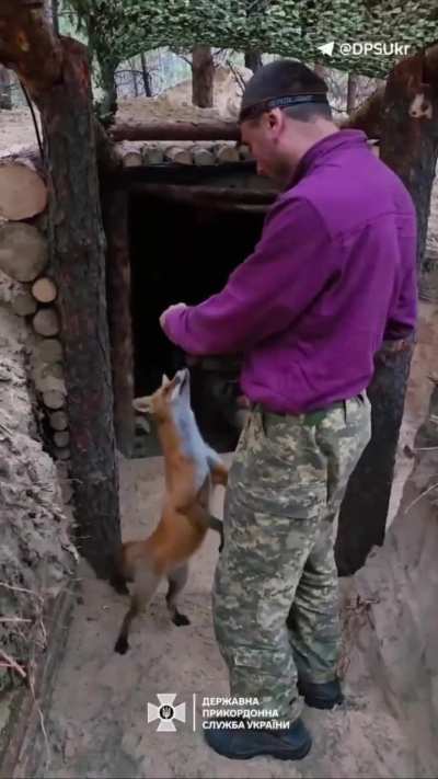 a fox visited the border guards and got some food.