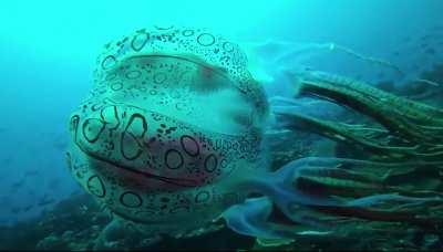 🔥 Chirodectes maculatus Jellyfish