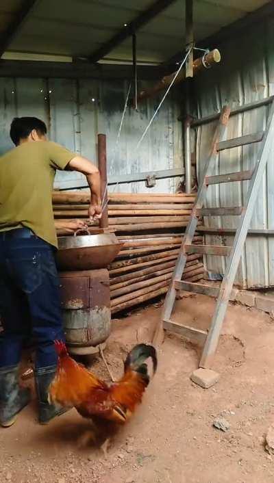 Smart rooster helps his friend get out from being trapped