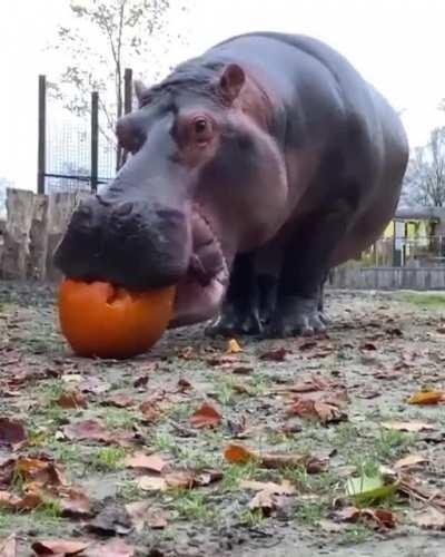 🔥 The large and heavy hippo from Africa has one of the most powerful bites on the planet.