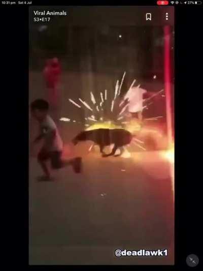 WCGW fireworks with dogs around