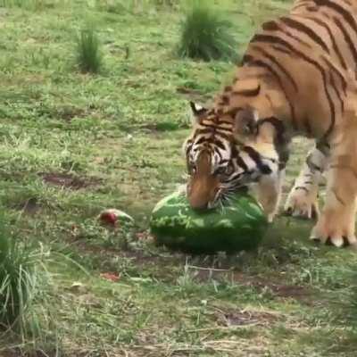 Tigers are carnivores, but will eat fruit in order to ease digestion