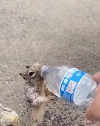 Give me water, human!