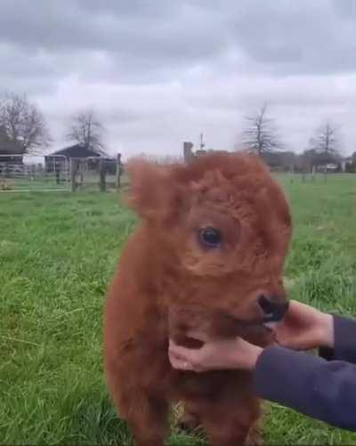 This is a 10 day old baby highland cow 🥰