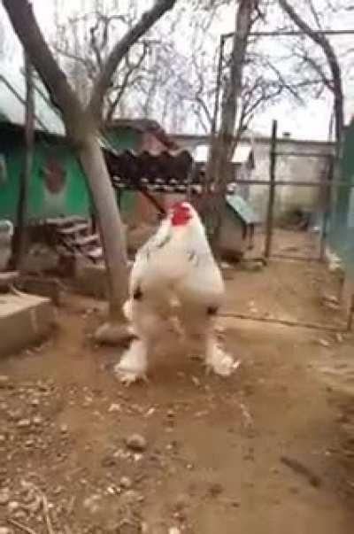 Giant Brahma Rooster steps out of the Hen House