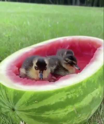 Watermelon spa for the ducklings