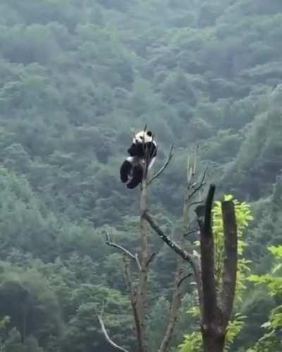 🔥 A panda at the top of a tree🔥