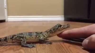 Baby croc getting pets