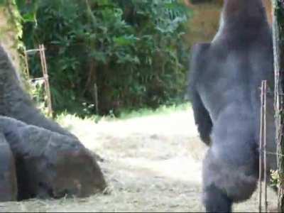 Silverback Gorilla Dad loves playing with his Daughter