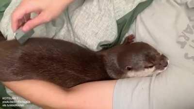 Otter being combed to sleep