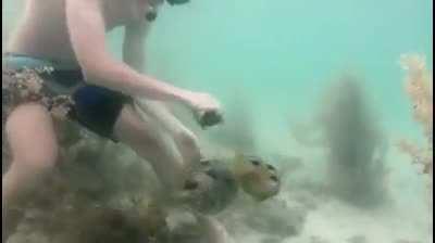 Pufferfish waits by its trapped friend while a diver uses a crab to cut the net