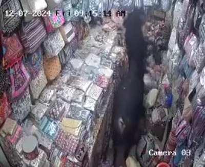 Cows have an argument in a store in India.