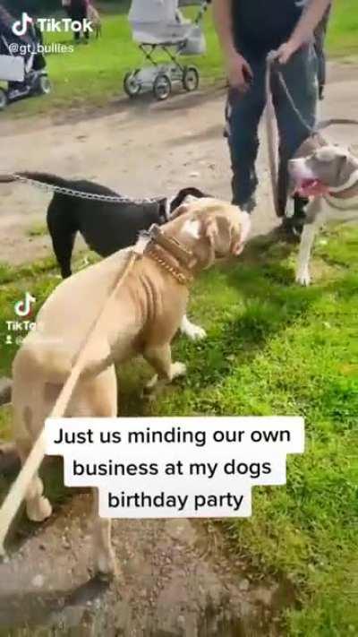 Pits are a banned breed in the UK - caption calls the neighbour who called the police a Karen