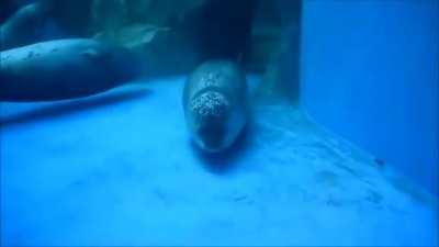 Seal is trying to come out