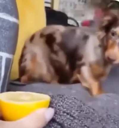 This dog's reaction to tasting lemon