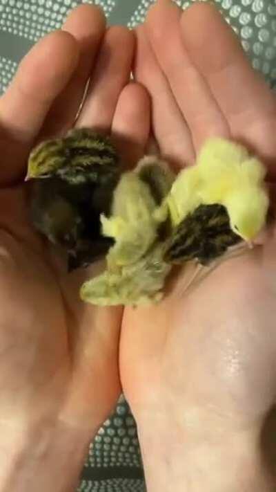 Do these count as birbs?